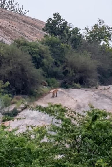 Falna and Jawai: Rajasthan’s Blend of Faith and Wilderness