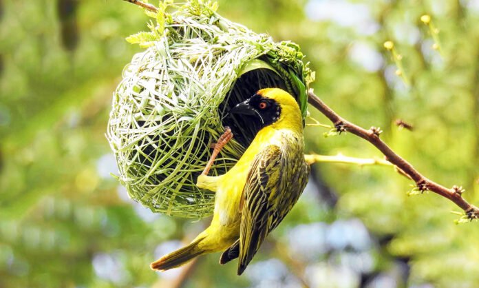 weaver-birds_build_striking_unique_nests_1m